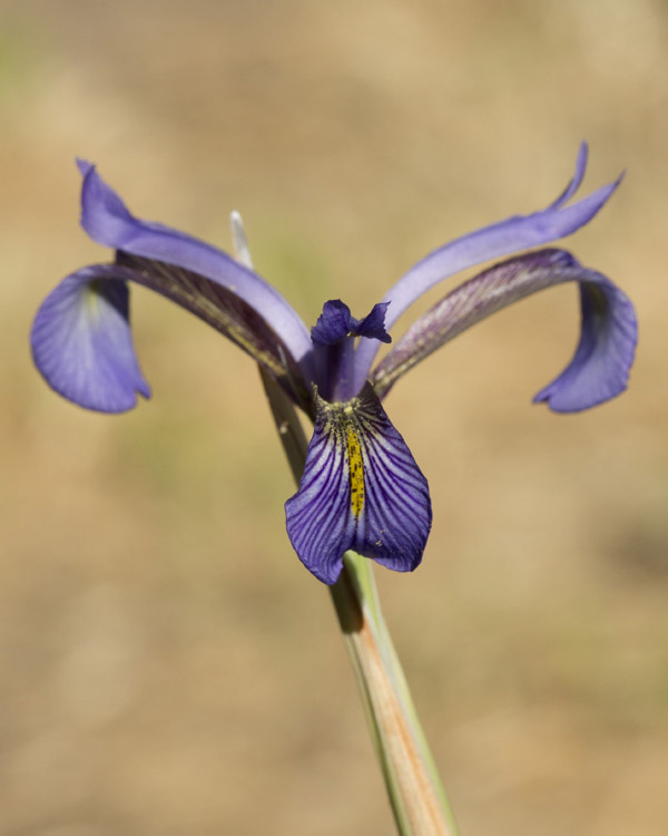 Iris serotina