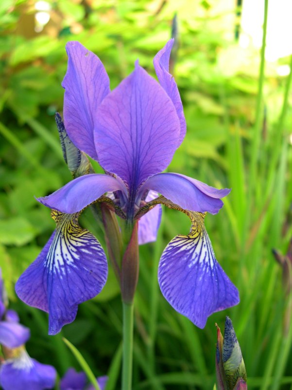 Iris sibirica
