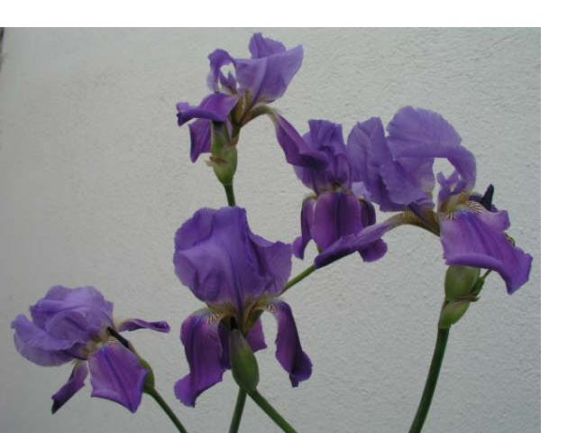Iris sicula