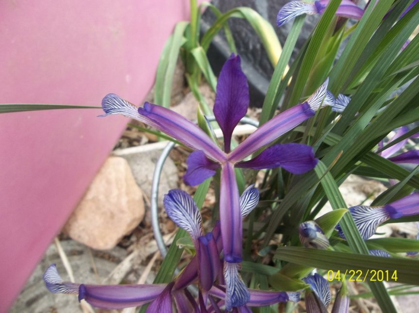 Iris sintenisii subsp. brandzae