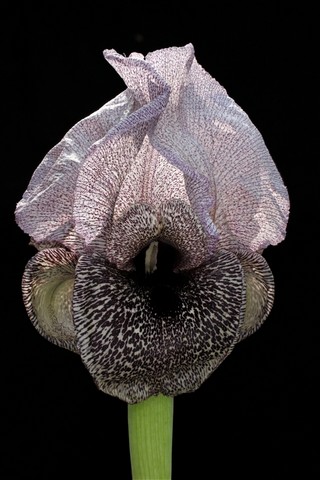 Iris sofarana subsp. kasruwana