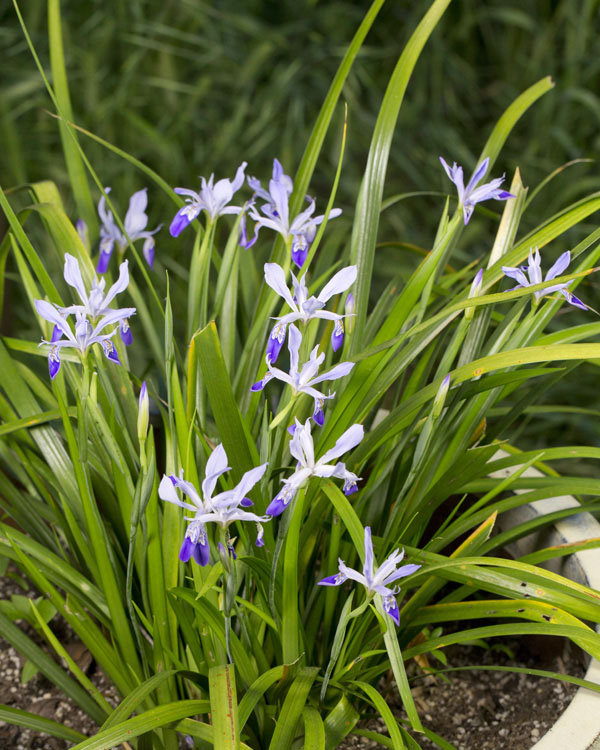 Iris speculatrix