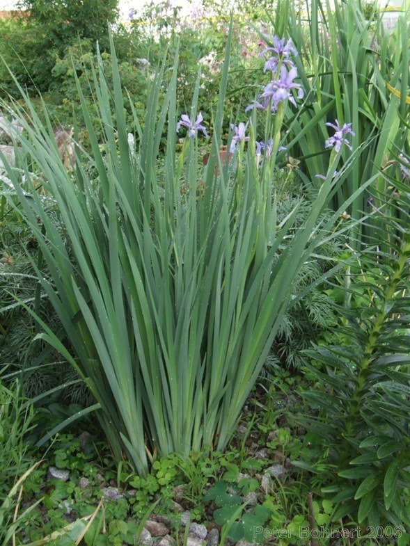 Iris spuria