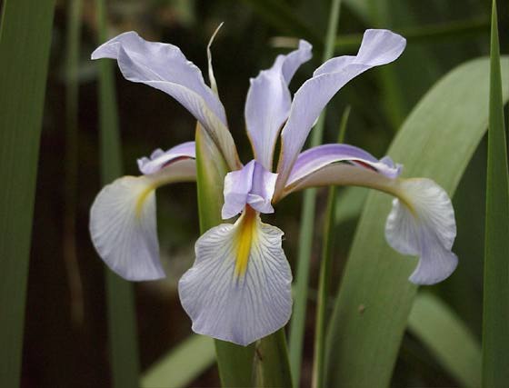 Iris spuria subsp. carthaliniae