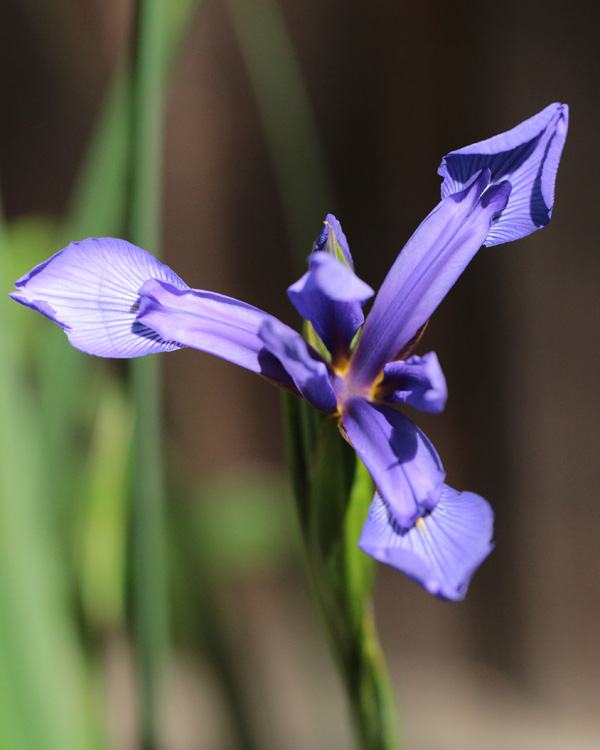 Iris spuria subsp. demetrii