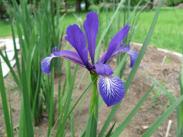 Iris spuria subsp. maritima