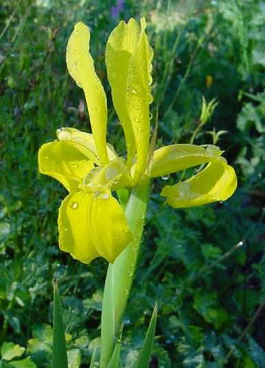Iris spuria subsp. monnieri