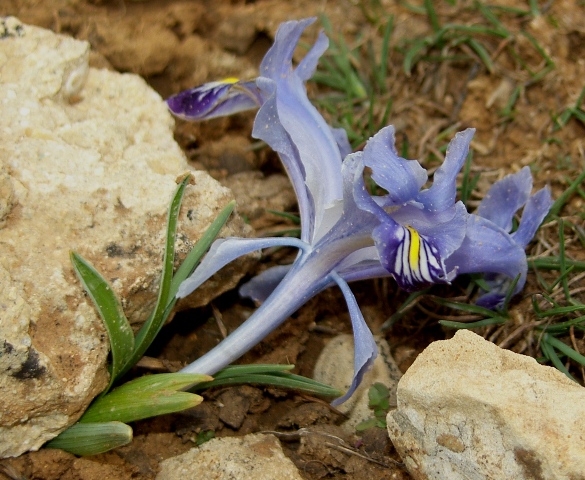 Iris stenophylla subsp. stenophylla