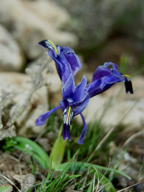 Iris stenophylla subsp. stenophylla
