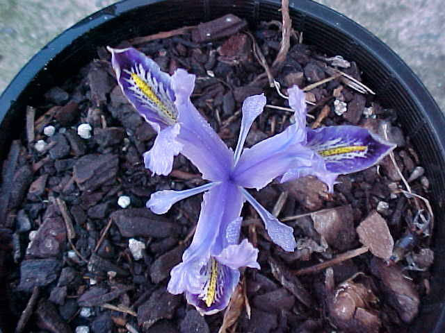 Iris stenophylla var. alisonii