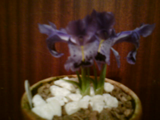Iris stenophylla var. alisonii
