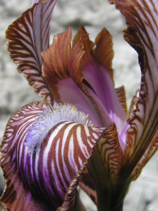 Iris stolonifera