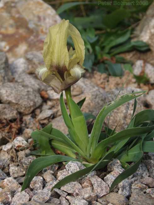 Iris suaveolens