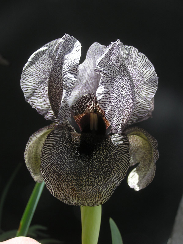 Iris susiana