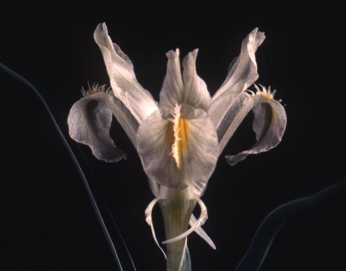 Iris tadshikorum