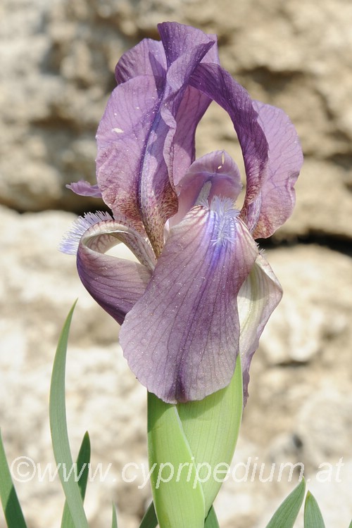 Iris taochia