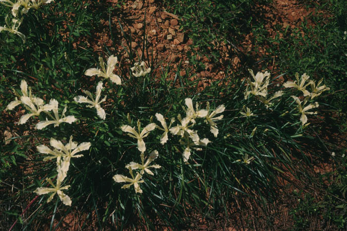 Iris tenax subsp. klamathensis