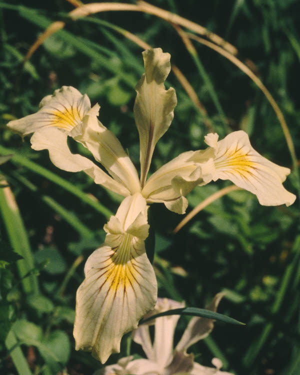 Iris tenax var. gormanii