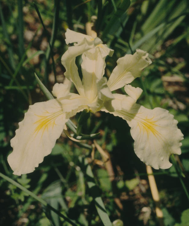 Iris tenax var. gormanii