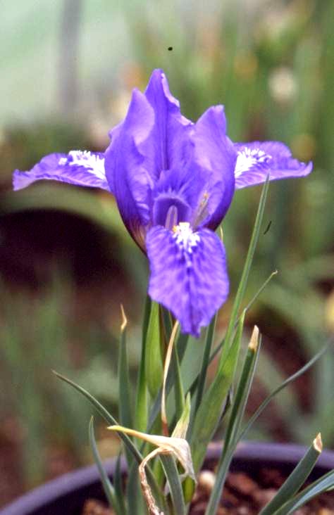 Iris tigridia