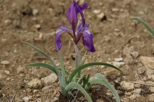 Iris timofejewii