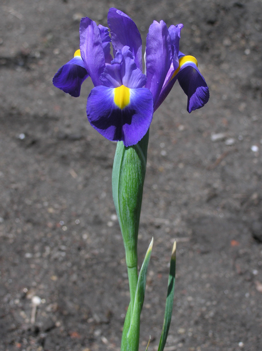 Iris tingitana