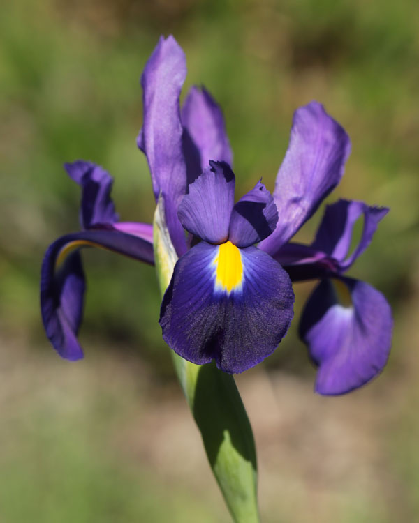 Iris tingitana