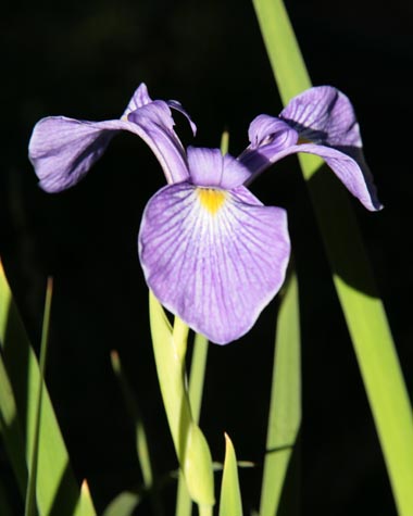Iris tridentata