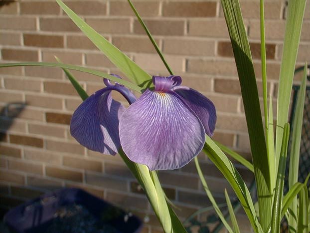 Iris tridentata