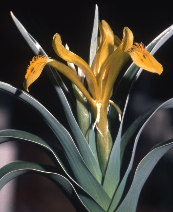 Iris tubergeniana