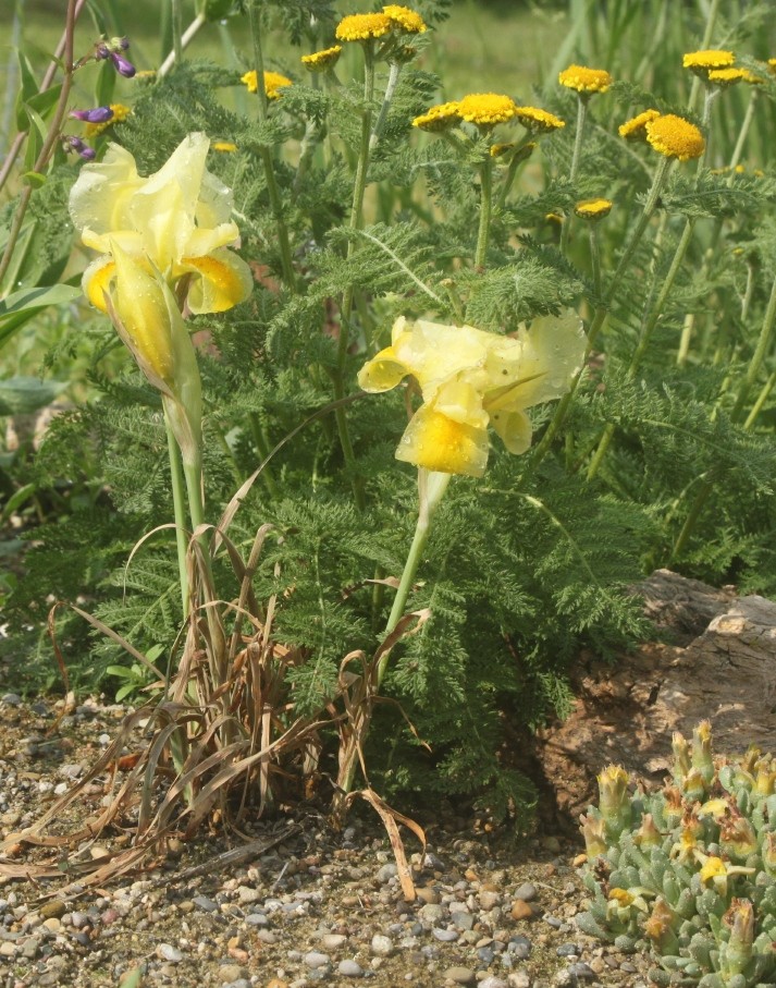 Iris urmiensis