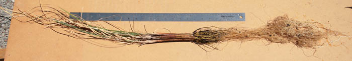Iris ventricosa
