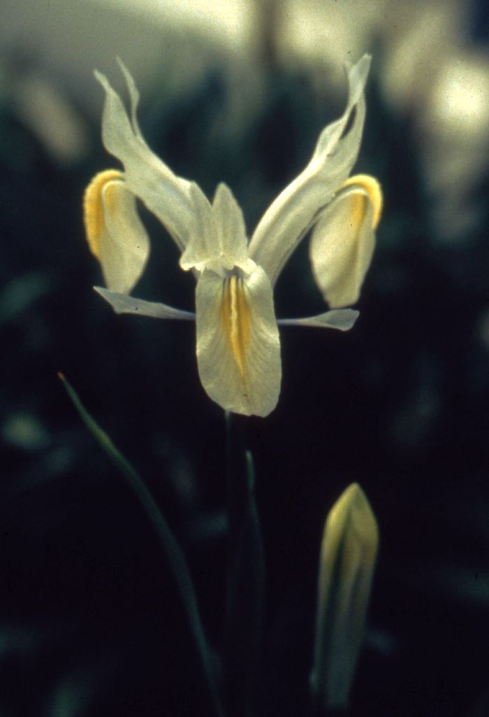 Iris vicaria