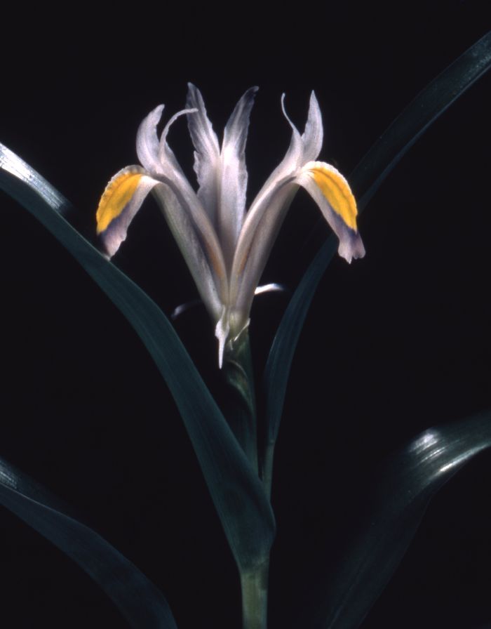 Iris warleyensis