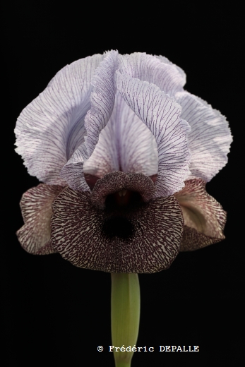 Iris westii