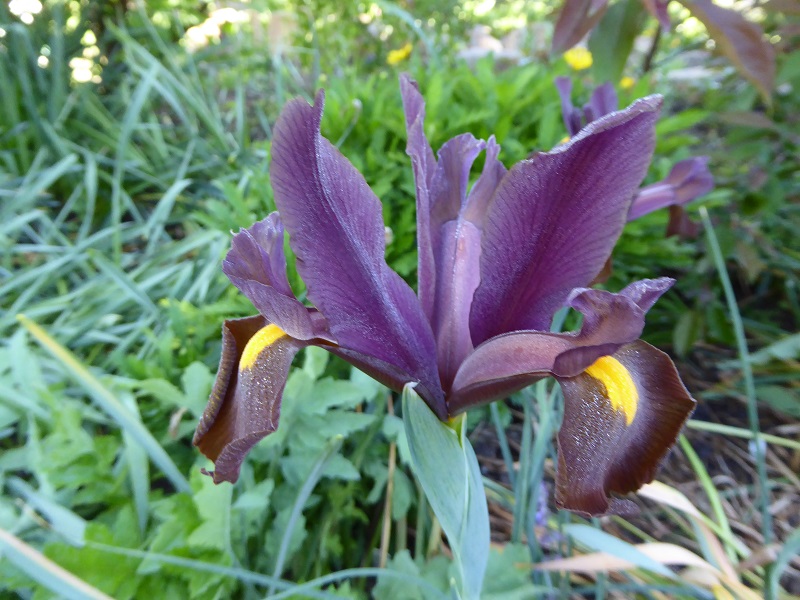 Iris x hollandica