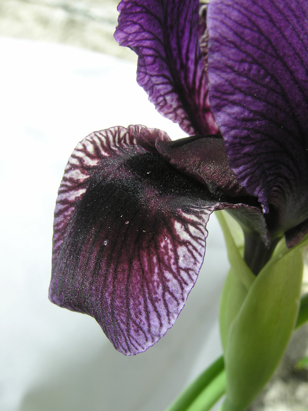 Iris x koenigii