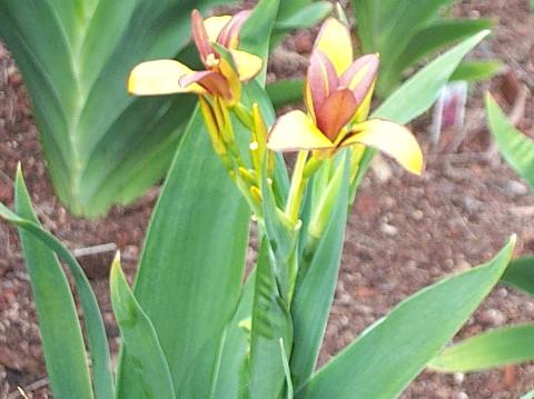 Iris x norrisii
