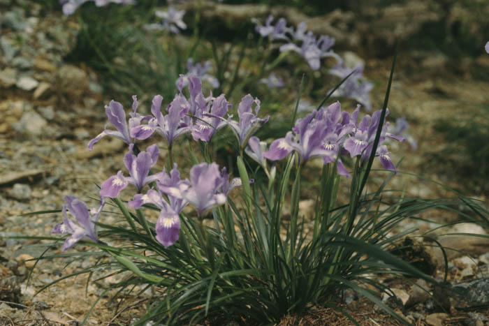 Iris x thompsonii
