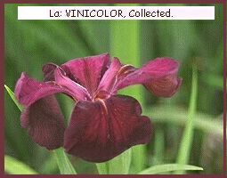Iris x vinicolor