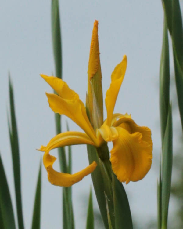 Iris xanthospuria