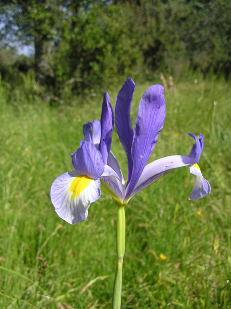 Iris xiphium