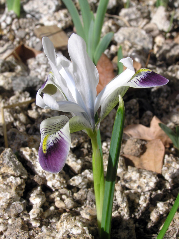 Iris zagrica