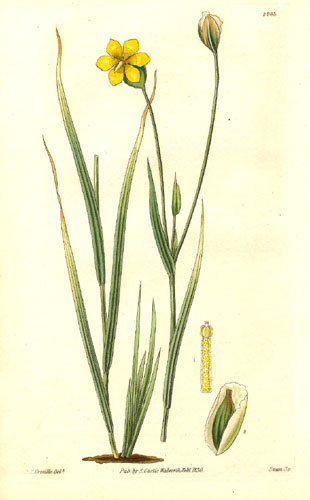 Solenomelus pedunculatus
